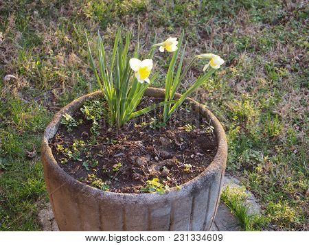 Yellow Daffodil (narcissus) Aka Daffadowndilly Or Jonquil Flower Bloom