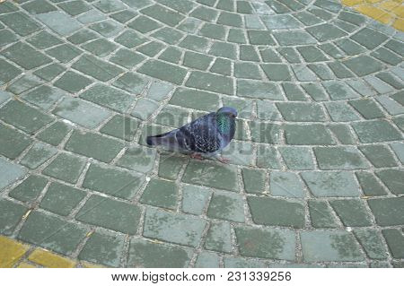 A Free Pigeon Walking Along The Street. One Dove Walking On A Tile