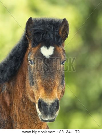 Arabian Gelding With Heart Shaped Star On The Head