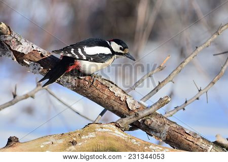 The Great Spotted Woodpecker (dendrocopos Major) Carefully Approaches The Food (under The Clear Morn