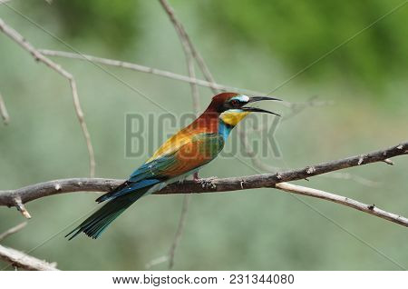 European Bee-eater (merops Apiaster) Sits On A Dry Branch Near Its Burrow During The Breeding Season