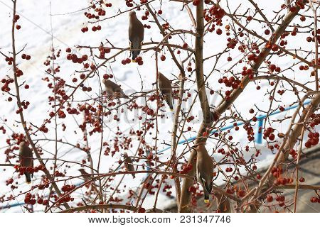 Bird On Branch Photographed In Natural Light, Color Image. The Bird Eats Berries.