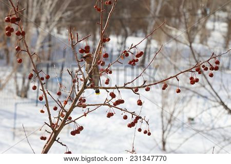 Bird On Branch Photographed In Natural Light, Color Image. The Bird Eats Berries.