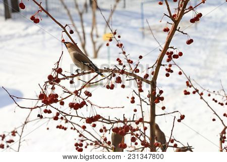 Bird On Branch Photographed In Natural Light, Color Image. The Bird Eats Berries.