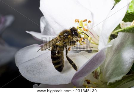 The Bee Collects Pollen On A White Flower Of Blossoming Cherry In The Spring, Collected A Pouch Unde