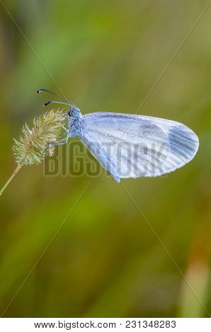A Small Butterfly Of Leptidea Sinapis With A Blue Dove Sits On A Dry Spikelet Of Grass