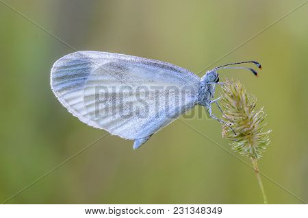 A Small Butterfly Of Leptidea Sinapis With A Blue Dove Sits On A Dry Spikelet Of Grass