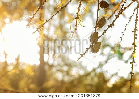 Beautiful Larch Cones And Branch Twig With Green Background. Closeup Of Opening Bud Of European Larc
