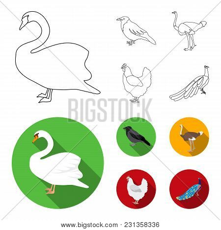 Crow, Ostrich, Chicken, Peacock. Birds Set Collection Icons In Outline, Flat Style Vector Symbol Sto