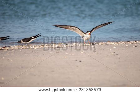 Flock Of Black Skimmer Terns Rynchops Niger On The Beach At Clam Pass