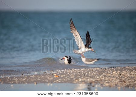 Flock Of Black Skimmer Terns Rynchops Niger On The Beach At Clam Pass