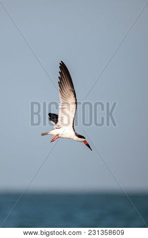 Flock Of Black Skimmer Terns Rynchops Niger On The Beach At Clam Pass
