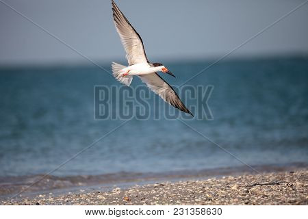 Flock Of Black Skimmer Terns Rynchops Niger On The Beach At Clam Pass