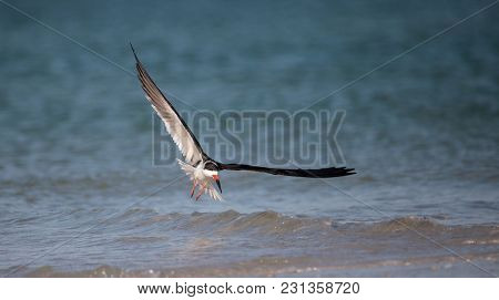 Flock Of Black Skimmer Terns Rynchops Niger On The Beach At Clam Pass
