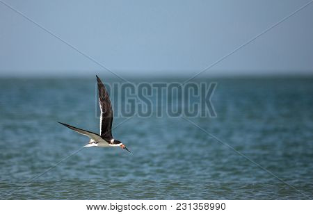 Flock Of Black Skimmer Terns Rynchops Niger On The Beach At Clam Pass