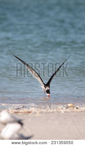 Flock Of Black Skimmer Terns Rynchops Niger On The Beach At Clam Pass