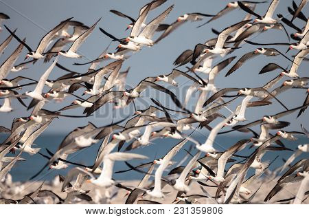 Flock Of Black Skimmer Terns Rynchops Niger On The Beach At Clam Pass