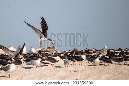 Flock Of Black Skimmer Terns Rynchops Niger On The Beach At Clam Pass