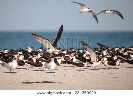 Flock Of Black Skimmer Terns Rynchops Niger On The Beach At Clam Pass