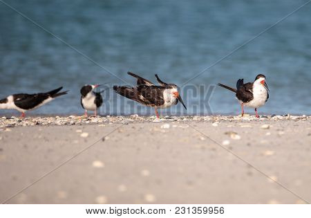 Flock Of Black Skimmer Terns Rynchops Niger On The Beach At Clam Pass