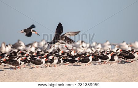 Flock Of Black Skimmer Terns Rynchops Niger On The Beach At Clam Pass