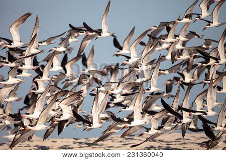 Flock Of Black Skimmer Terns Rynchops Niger On The Beach At Clam Pass