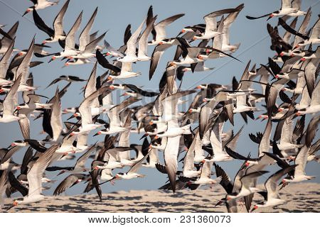 Flock Of Black Skimmer Terns Rynchops Niger On The Beach At Clam Pass