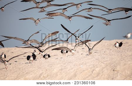 Flock Of Black Skimmer Terns Rynchops Niger On The Beach At Clam Pass