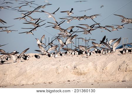 Flock Of Black Skimmer Terns Rynchops Niger On The Beach At Clam Pass
