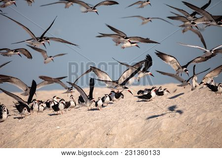 Flock Of Black Skimmer Terns Rynchops Niger On The Beach At Clam Pass