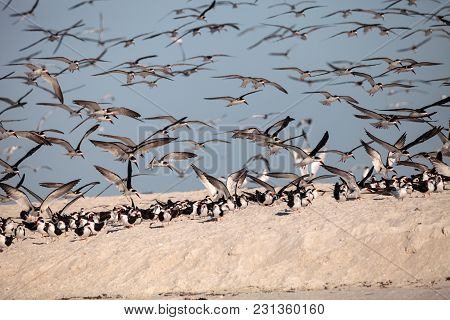 Flock Of Black Skimmer Terns Rynchops Niger On The Beach At Clam Pass