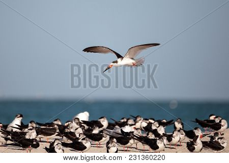 Flock Of Black Skimmer Terns Rynchops Niger On The Beach At Clam Pass