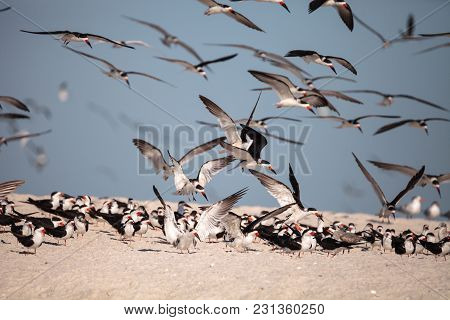 Flock Of Black Skimmer Terns Rynchops Niger On The Beach At Clam Pass