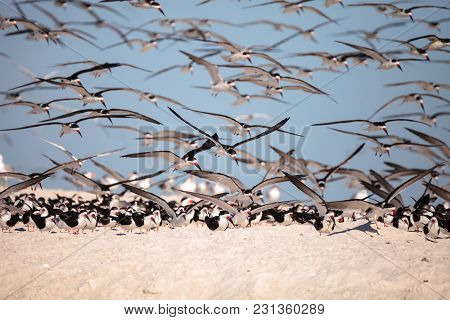 Flock Of Black Skimmer Terns Rynchops Niger On The Beach At Clam Pass