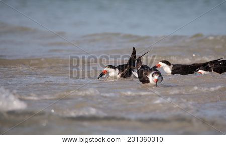 Flock Of Black Skimmer Terns Rynchops Niger On The Beach At Clam Pass