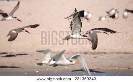 Flock Of Black Skimmer Terns Rynchops Niger On The Beach At Clam Pass