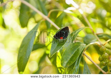 Black And Orange Red Atala Butterfly Called Eumaeus Atala