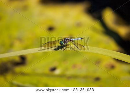 Blue Dasher Male Dragonfly Pachydiplax Longipennis
