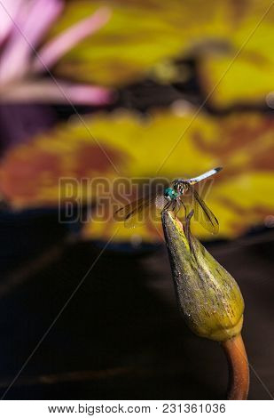 Blue Dasher Male Dragonfly Pachydiplax Longipennis