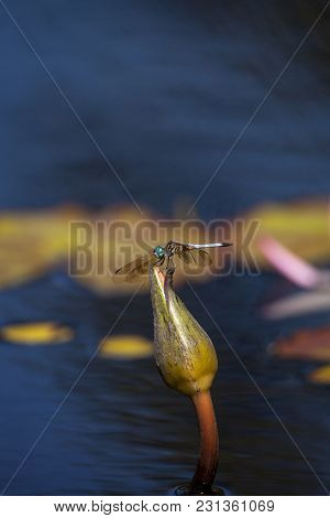 Blue Dasher Male Dragonfly Pachydiplax Longipennis