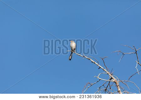 Northern Mockingbird Mimus Polyglottos