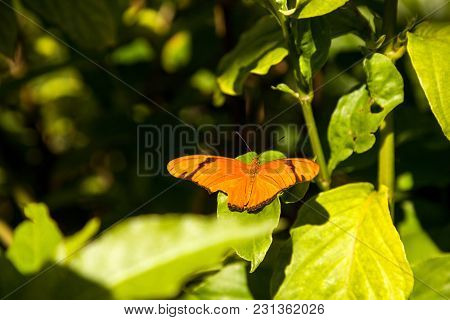Orange Julia Butterfly Known As Dryas Julia