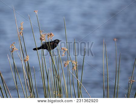Male Red Winged Blackbird Agelaius Phoeniceus