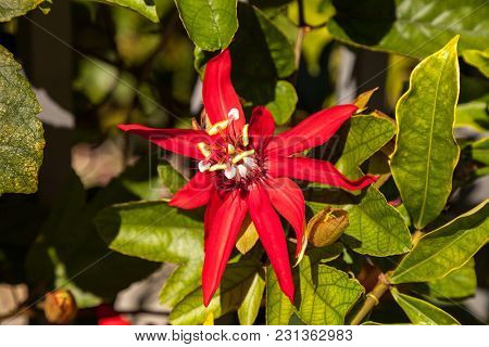 Scarlet Flame Red Passionflower Called Passiflora Miniata