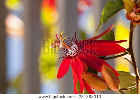 Scarlet Flame Red Passionflower Called Passiflora Miniata