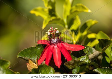 Scarlet Flame Red Passionflower Called Passiflora Miniata
