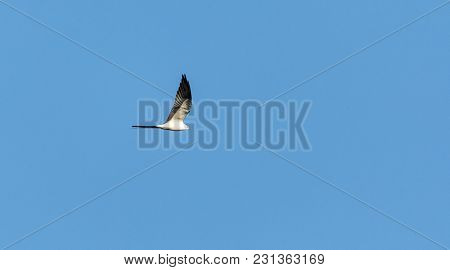 Swallowtail Kite Elanoides Forficatus Flies Across A Blue Sky In Naples, Florida In Winter