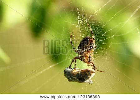 Araneus Diadematus