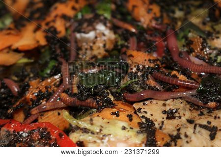 Red Worm Manure. Macro Showing How They Eat Food Waste