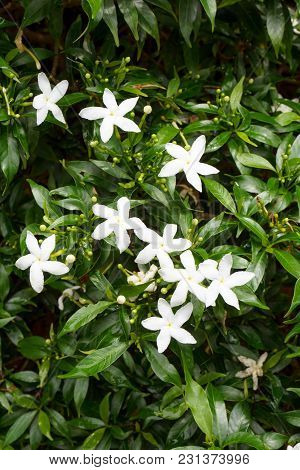 Close Up White Gardenia Jasminoides Flower In Nature Garden